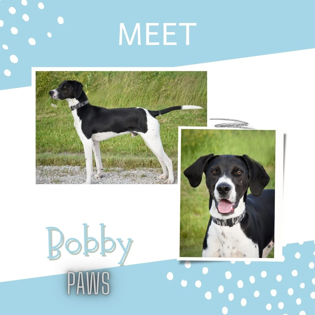 A young medium-sized male Bicolor Mixed dog named Bobby for adoption in Jefferson, IA