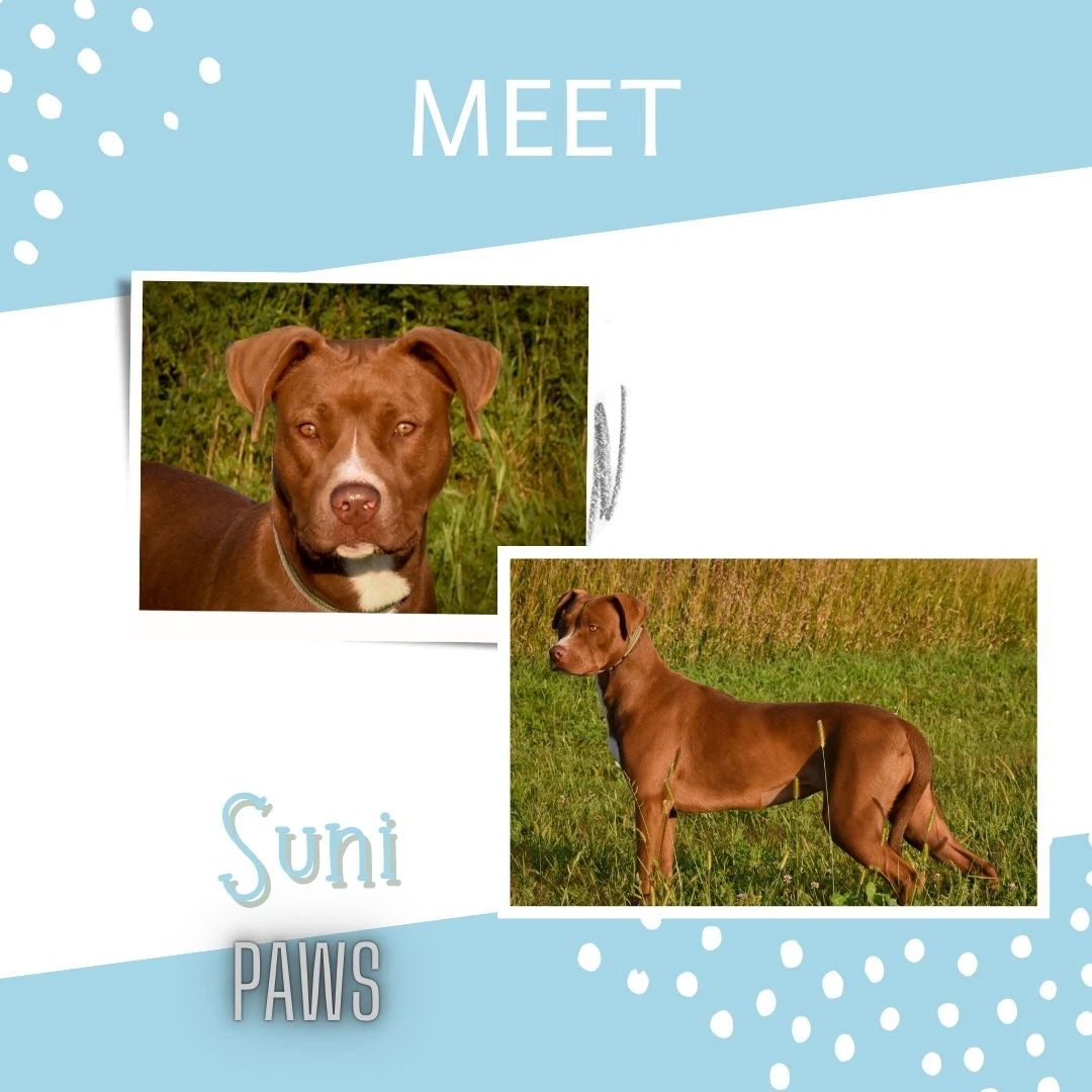An adult medium-sized female Brown Mixed dog named Suni for adoption in Jefferson, IA