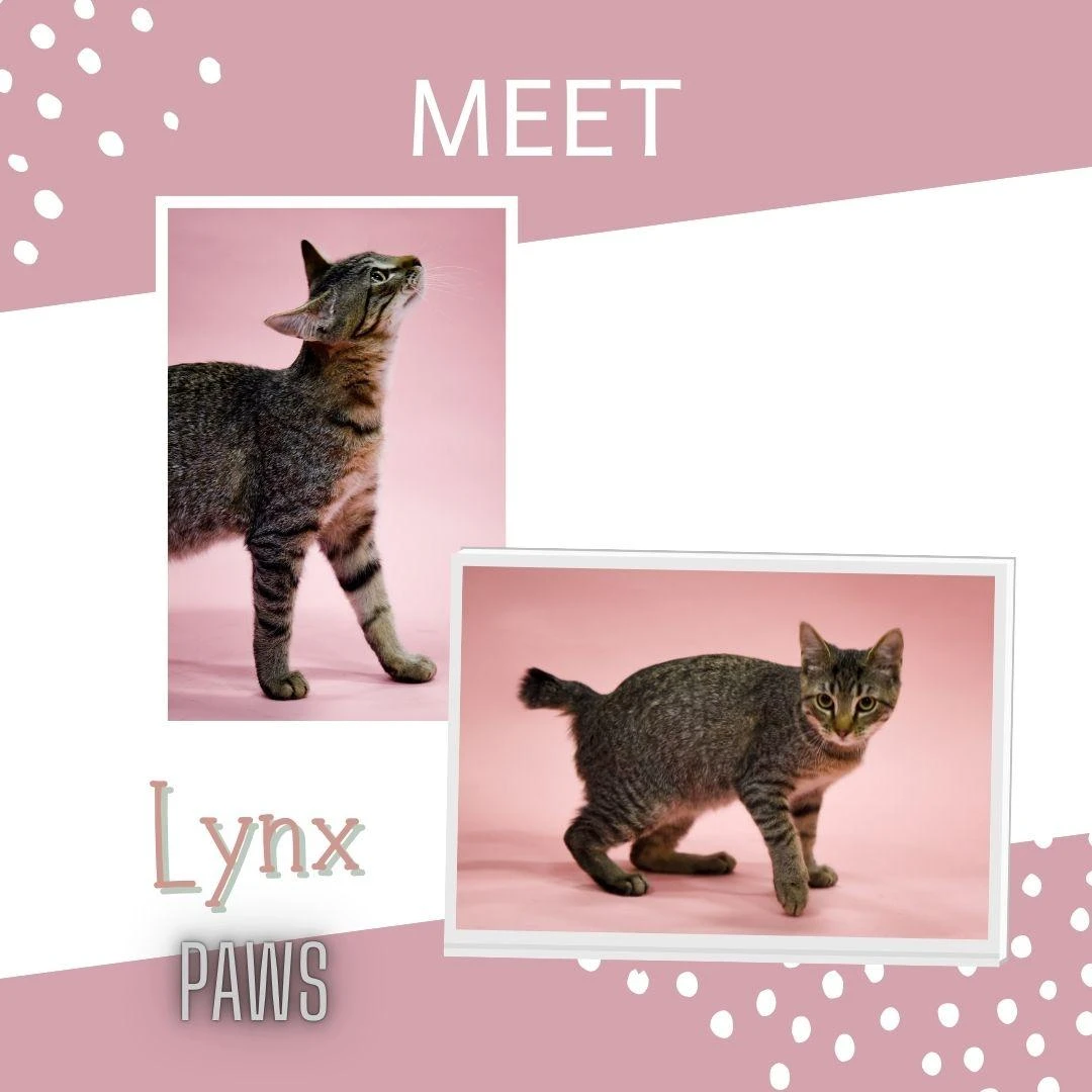 Lynx