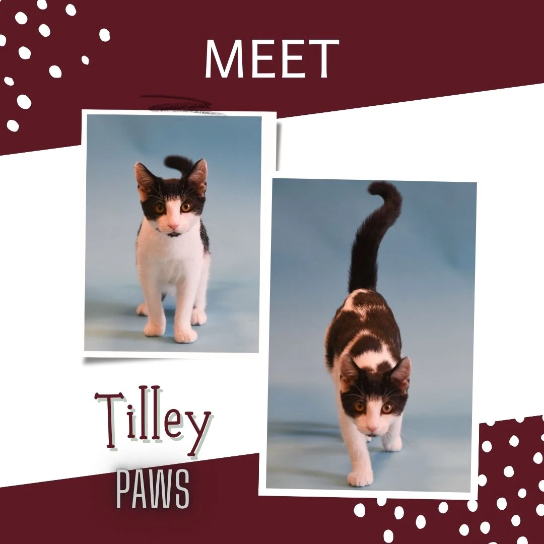 A young medium-sized female American Shorthair cat named Tilley for adoption in Jefferson, IA