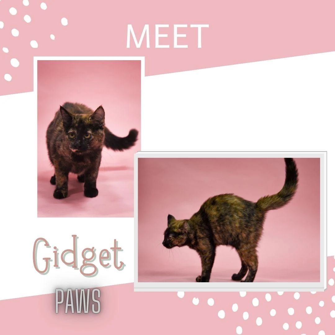 A young medium-sized female Domestic Short Hair cat named Gidget for adoption in Jefferson, IA