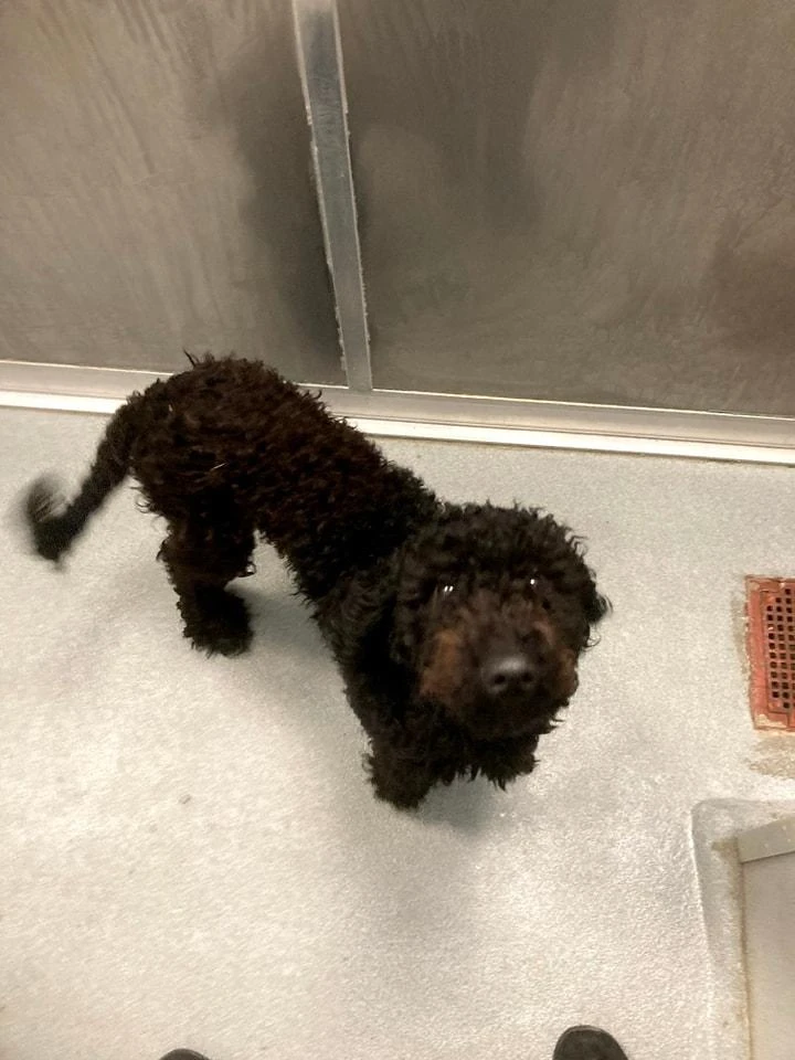 A young medium-sized female Poodle dog named Sandy for adoption in Jefferson, IA