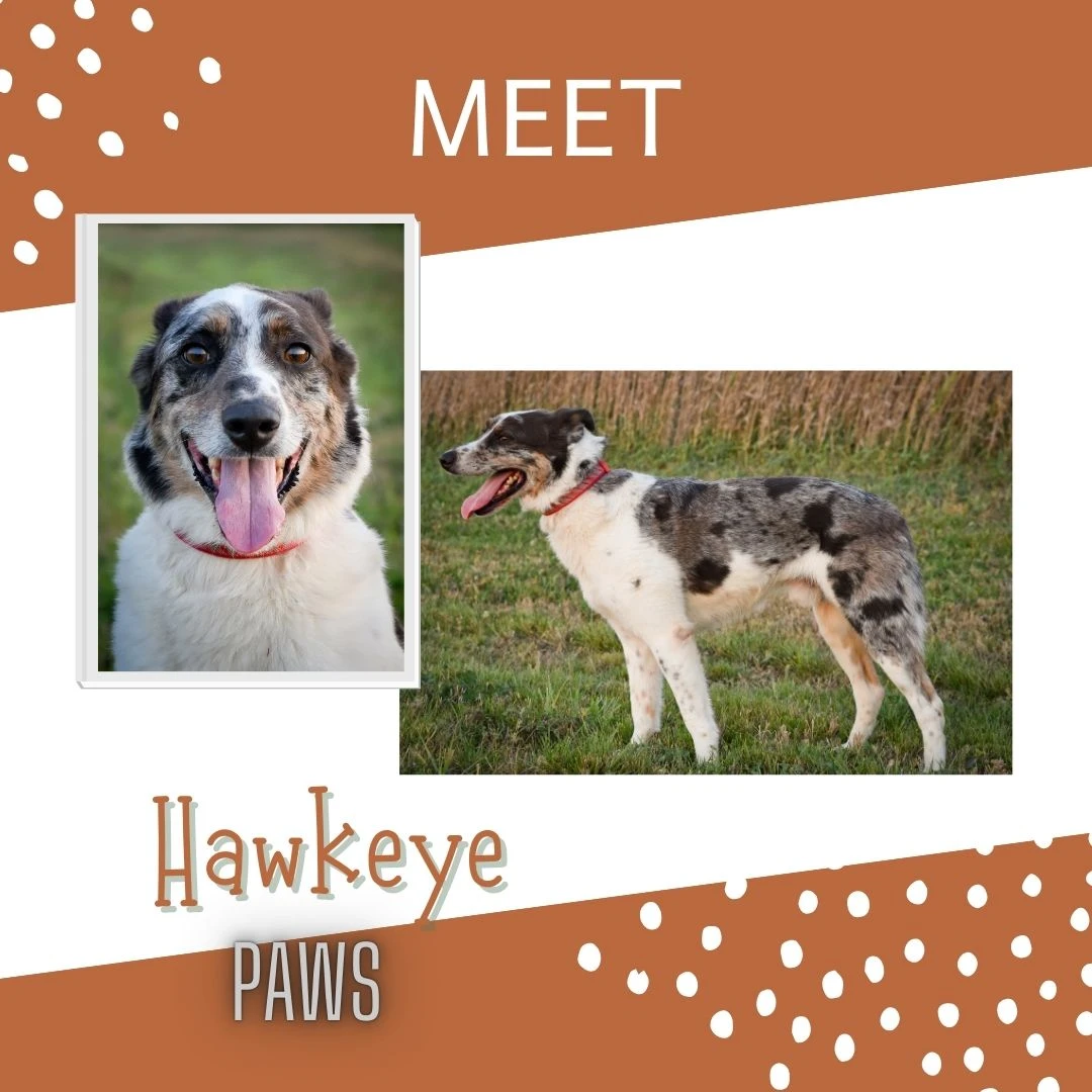 An adult medium-sized male Blue merle Border Collie dog named Hawkeye for adoption in Jefferson, IA