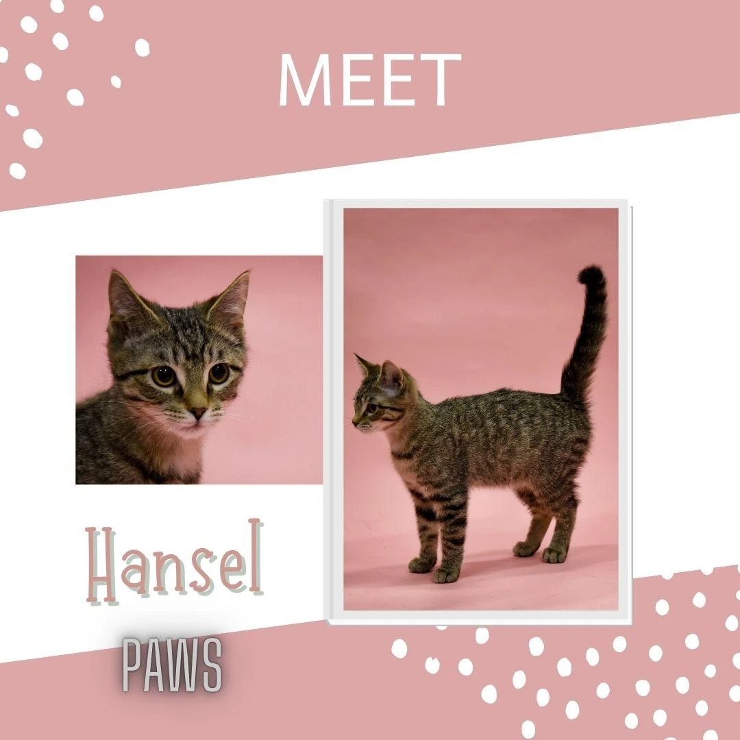 Hansel