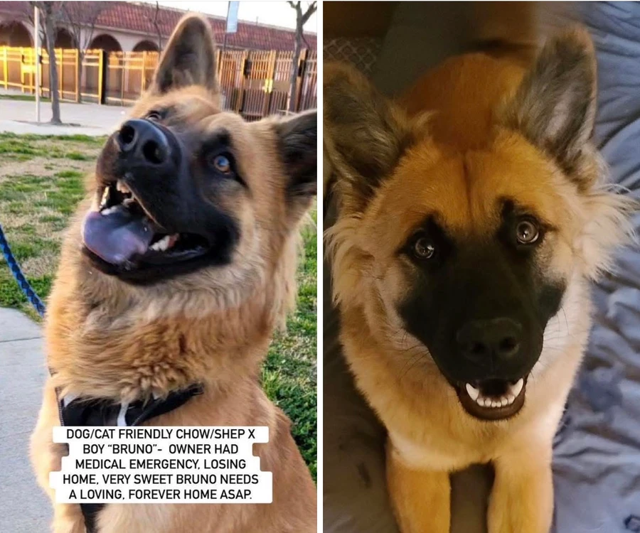 An adult large-sized male Chow Chow dog named Bruno for adoption in Anaheim, CA