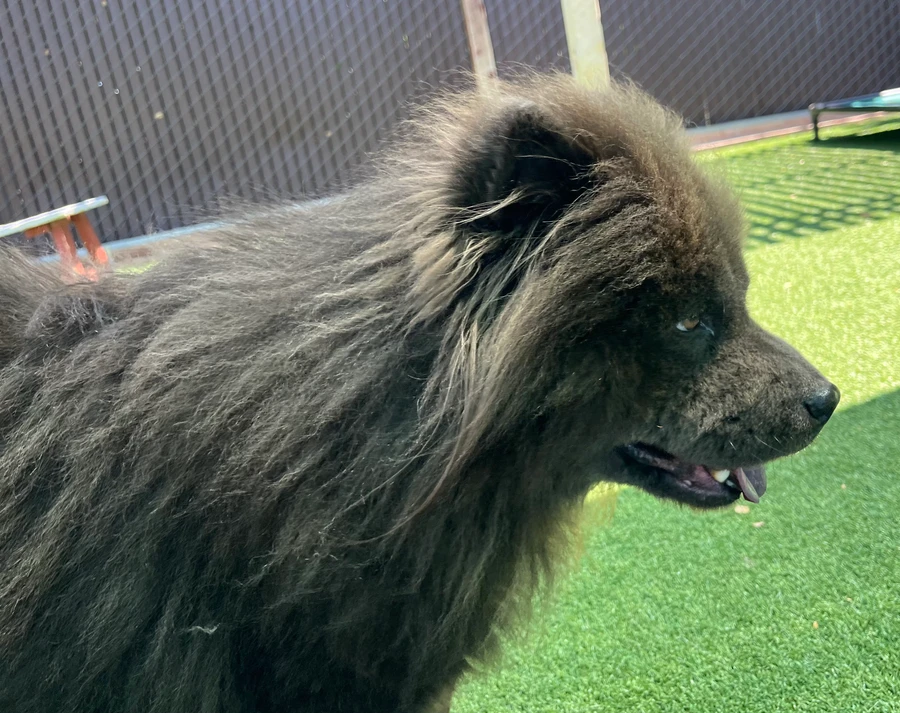 Coco Bear thumbnail 4