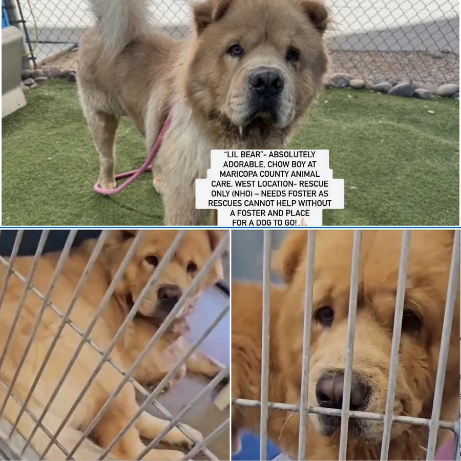 An adult large-sized male Chow Chow dog named “lil Bear” for adoption in Anaheim, CA