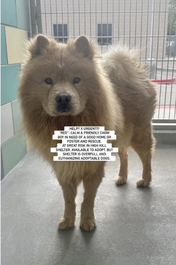 An adult medium-sized male Chow Chow dog named "RED" for adoption in Anaheim, CA