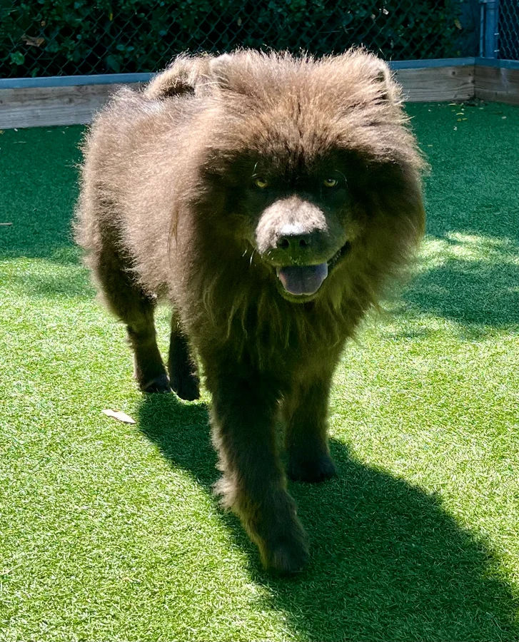 Coco Bear thumbnail 3