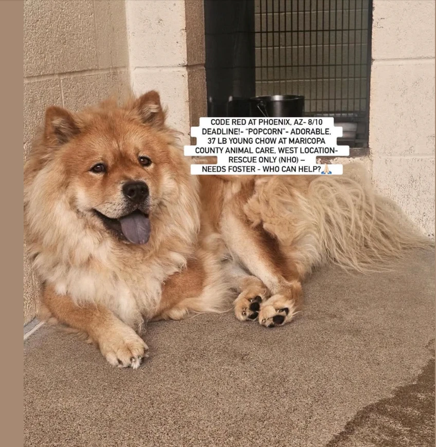 An adult medium-sized male Chow Chow dog named Popcorn for adoption in Anaheim, CA