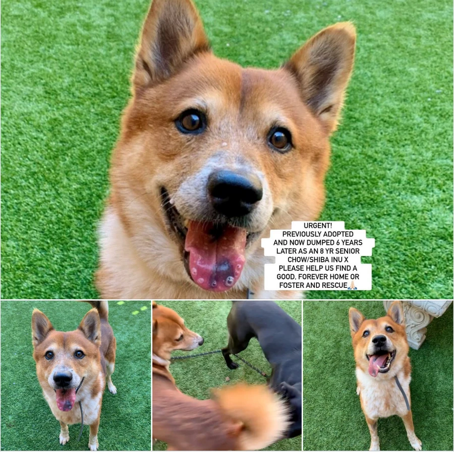 A senior medium-sized male Chow Chow dog named Chow for adoption in Anaheim, CA