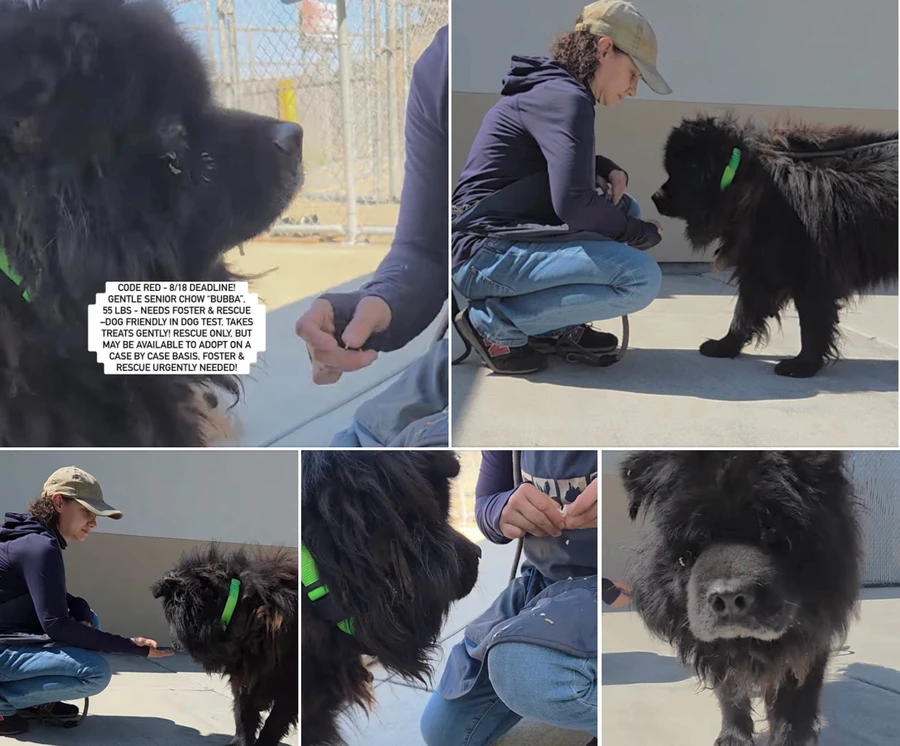 A senior large-sized male Chow Chow dog named Bubba for adoption in Anaheim, CA