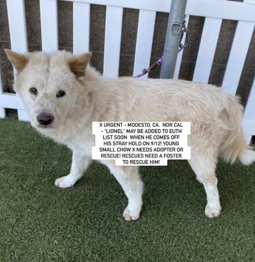 An adult medium-sized male Chow Chow dog named lionel for adoption in Anaheim, CA