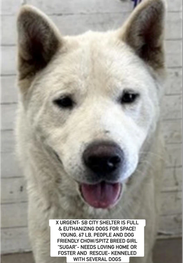 An adult large-sized female Chow Chow dog named Sugar for adoption in Anaheim, CA