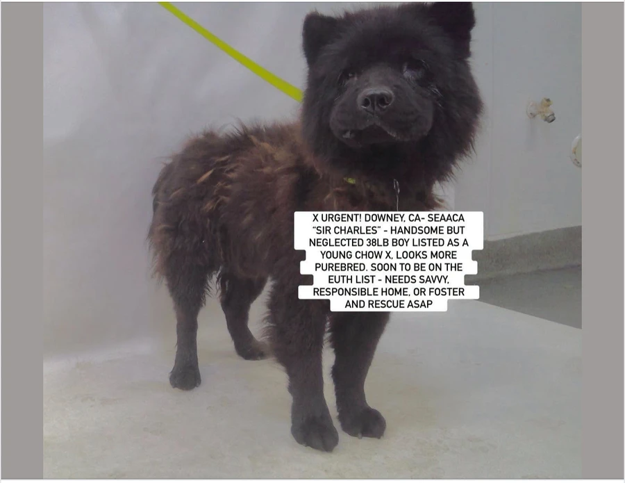 An adult medium-sized male Black Chow Chow dog named Sir Charles for adoption in Anaheim, CA
