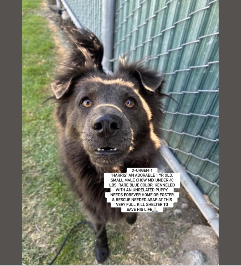 A young medium-sized male Chow Chow dog named HARRIS for adoption in Anaheim, CA