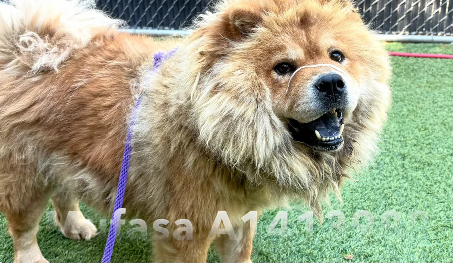 mufasa' thumbnail 2