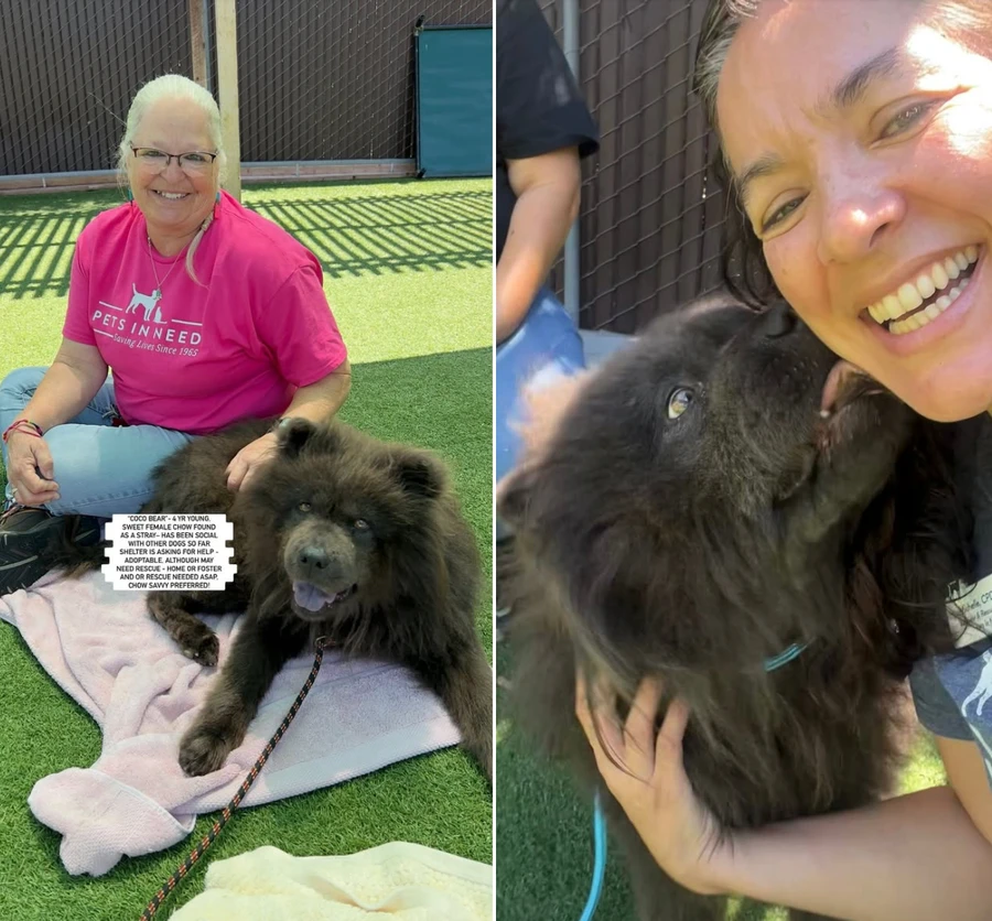 An adult medium-sized female Chow Chow dog named Coco Bear for adoption in Anaheim, CA