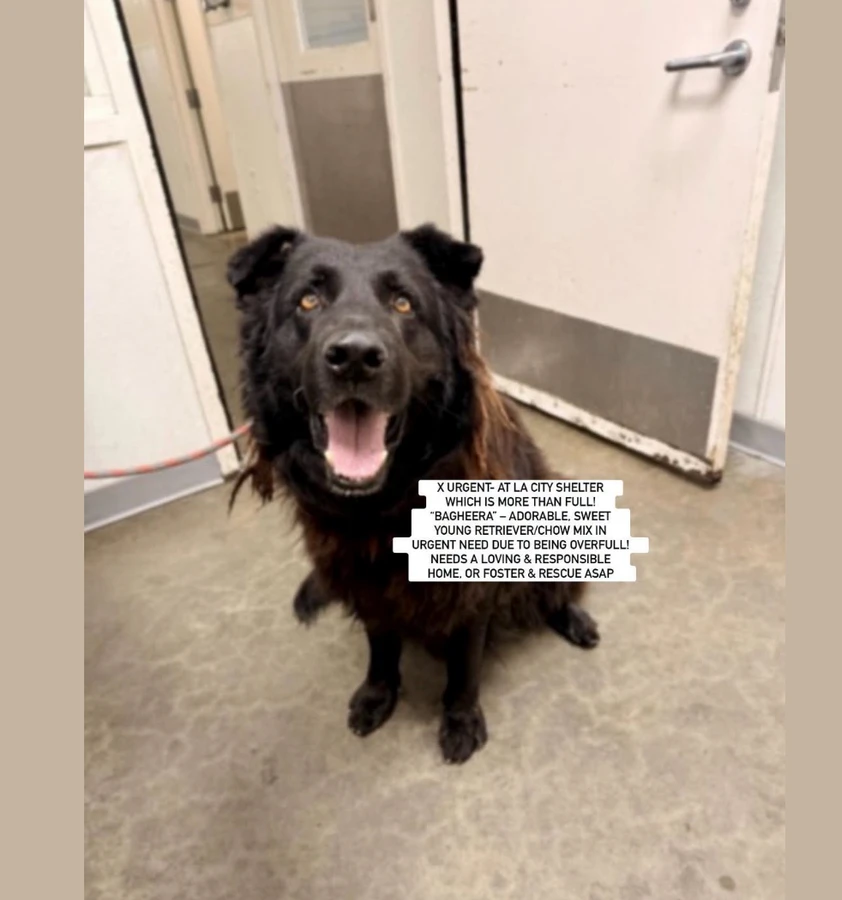 An adult extra large-sized male Flat-coated Retriever dog named "bagheera for adoption in Anaheim, CA