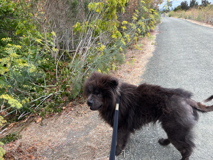 Coco Bear thumbnail 7