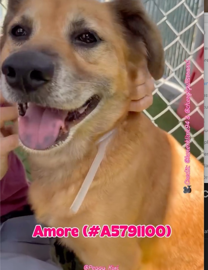 AMORE thumbnail 13