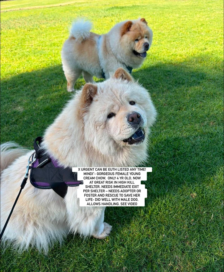 An adult large-sized female Chow Chow dog named "Mindi” for adoption in Anaheim, CA