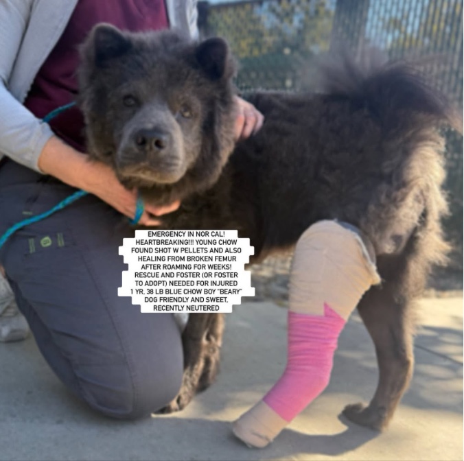 A young medium-sized male Chow Chow dog named BEARY for adoption in Anaheim, CA