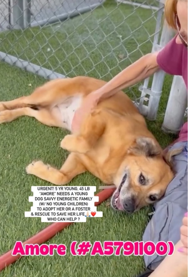An adult medium-sized female Golden Retriever dog named AMORE for adoption in Anaheim, CA