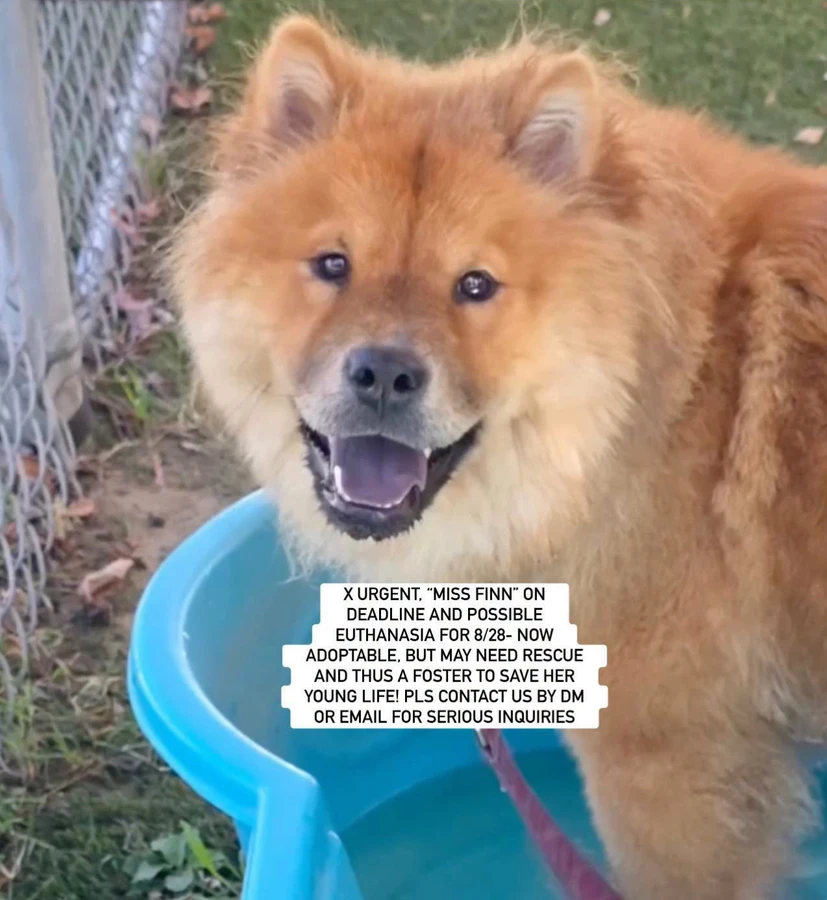 An adult medium-sized female Chow Chow dog named Miss Finn for adoption in Anaheim, CA