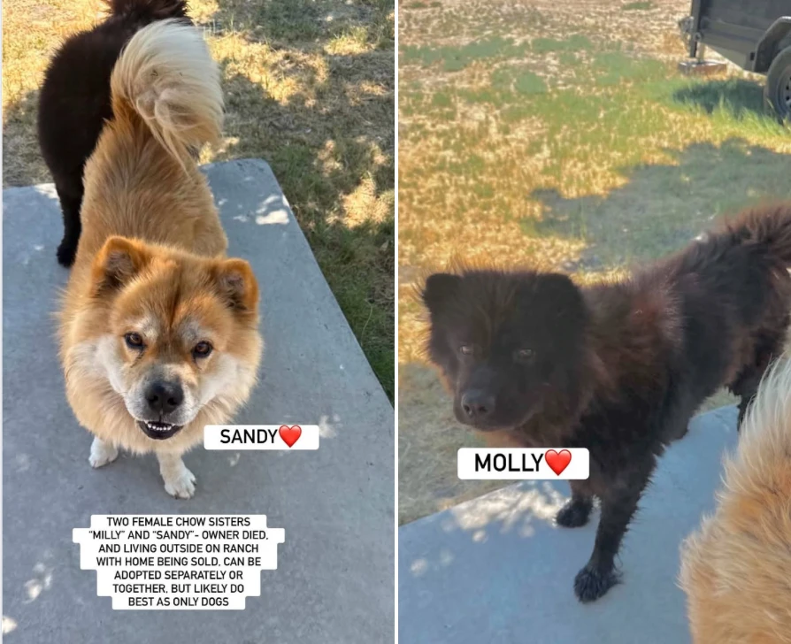 An adult medium-sized female Chow Chow dog named Sandy & Molly for adoption in Anaheim, CA