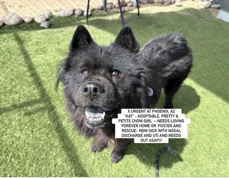 An adult medium-sized female Chow Chow dog named Kat for adoption in Anaheim, CA