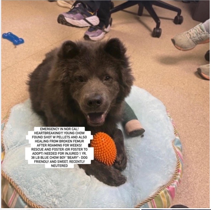 A young medium-sized male Chow Chow dog named BEARY for adoption in Anaheim, CA