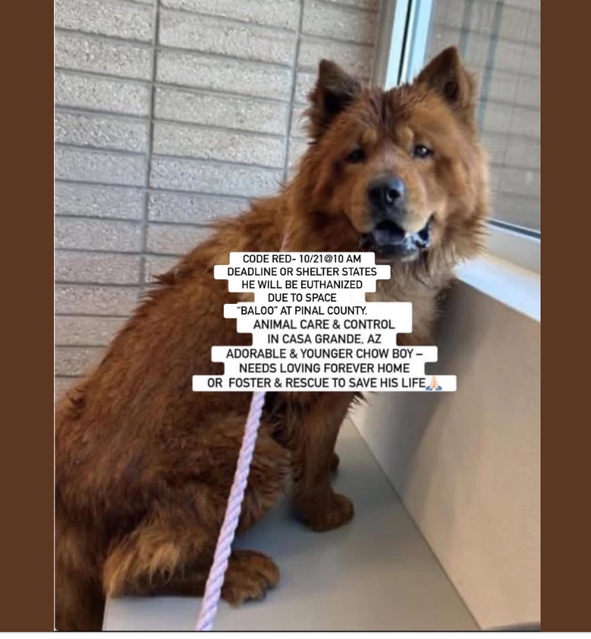 An adult medium-sized male Chow Chow dog named BALOO for adoption in Anaheim, CA