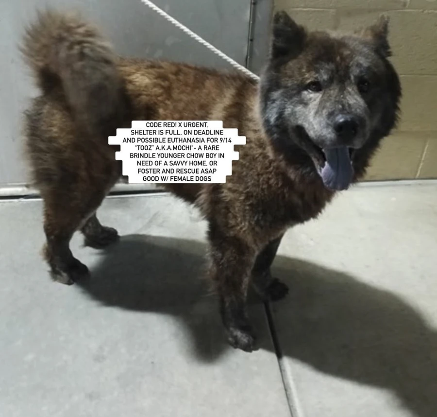 An adult large-sized male Chow Chow dog named TOOZ' aka 'MOCHI' for adoption in Anaheim, CA