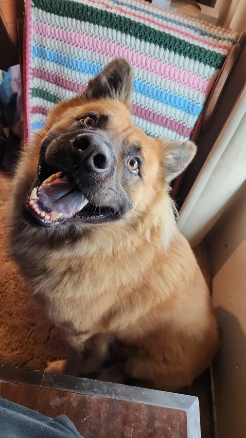 Bruno thumbnail 2