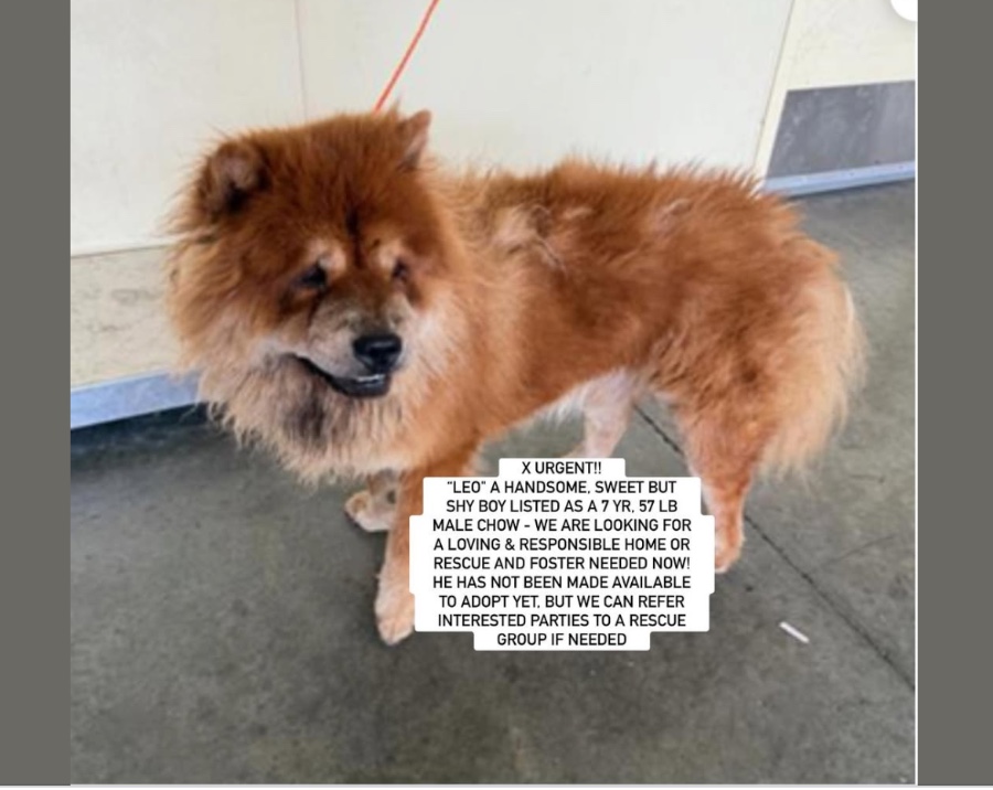 An adult medium-sized male Chow Chow dog named LEO for adoption in Anaheim, CA
