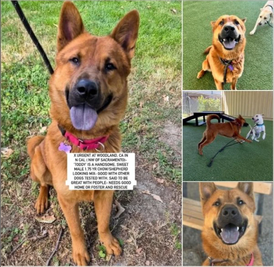A young large-sized male Chow Chow dog named Toddy for adoption in Anaheim, CA