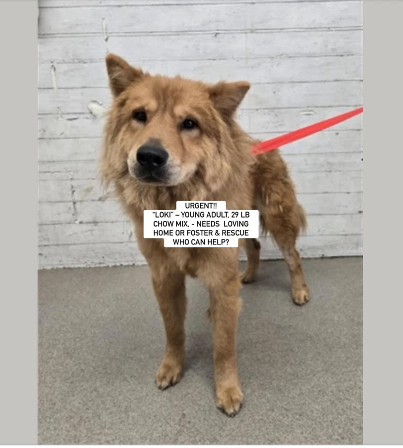 An adult medium-sized male Chow Chow dog named Loki for adoption in Anaheim, CA