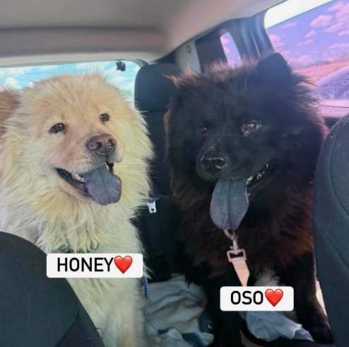HONEY/ OSO thumbnail 6