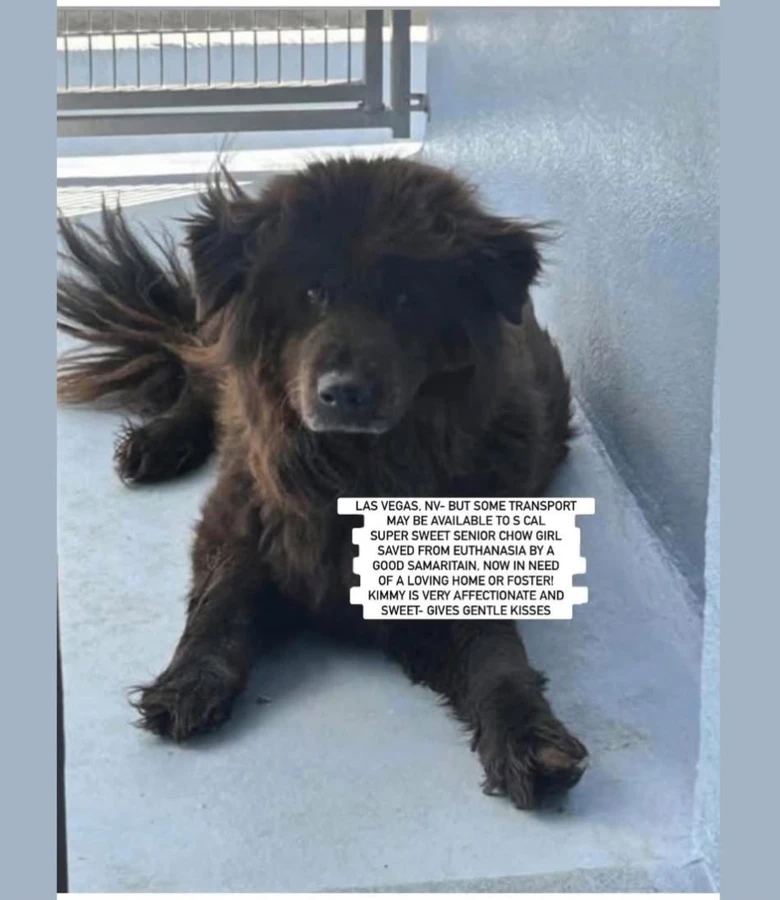 A senior medium-sized female Chow Chow dog named Kimmy for adoption in Anaheim, CA