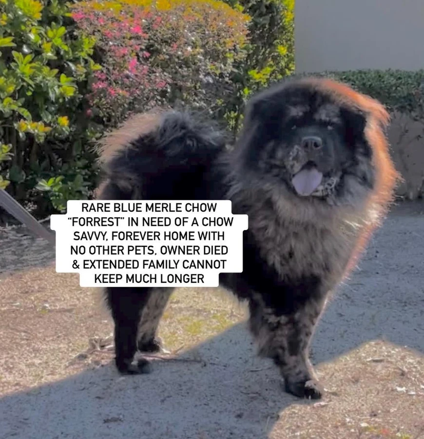 An adult medium-sized male Chow Chow dog named Forrest for adoption in Anaheim, CA