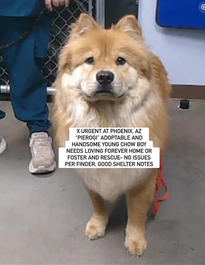 An adult large-sized male Chow Chow dog named Pierogi' for adoption in Anaheim, CA