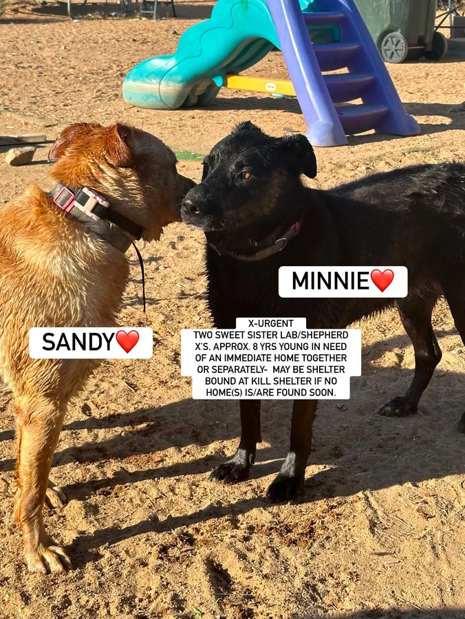 A senior large-sized female Labrador Retriever dog named Sandy & Minnie for adoption in Anaheim, CA