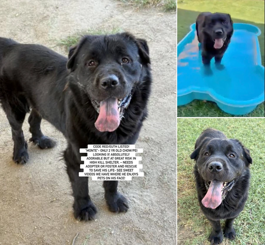 An adult large-sized male Chow Chow dog named Monte for adoption in Anaheim, CA