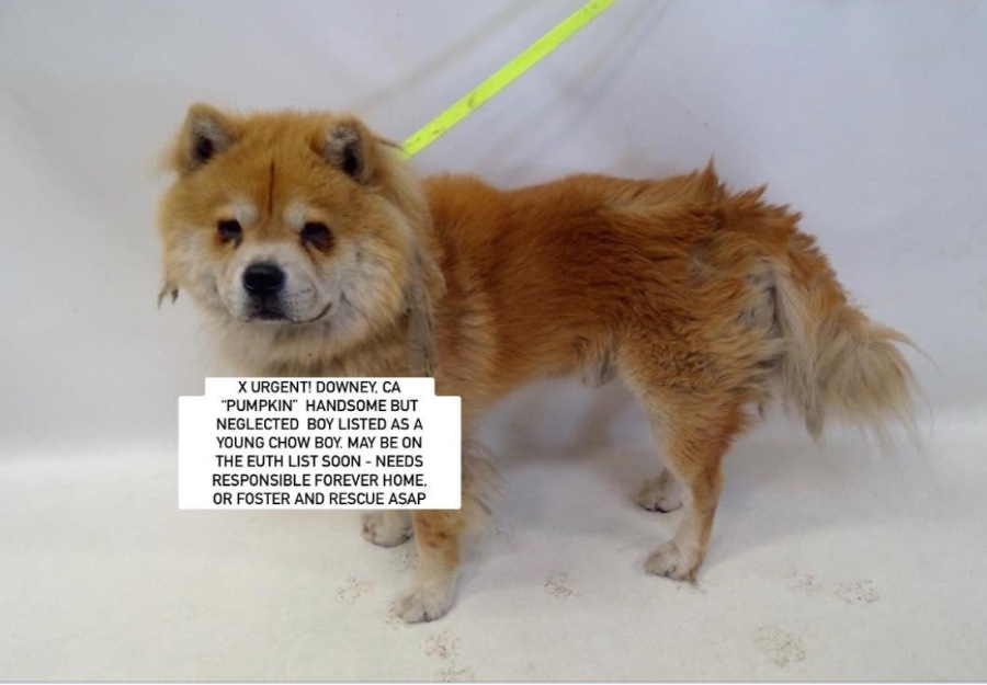 An adult medium-sized male Chow Chow dog named PUMPKIN for adoption in Anaheim, CA
