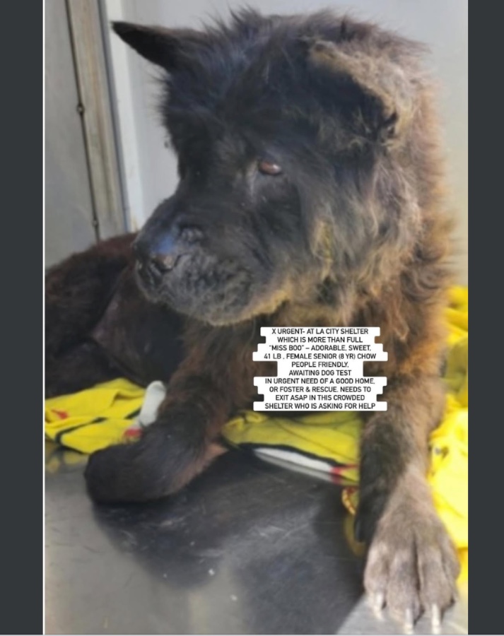 A senior medium-sized female Chow Chow dog named "MISS BOO" AKA "DIXIE" for adoption in Anaheim, CA