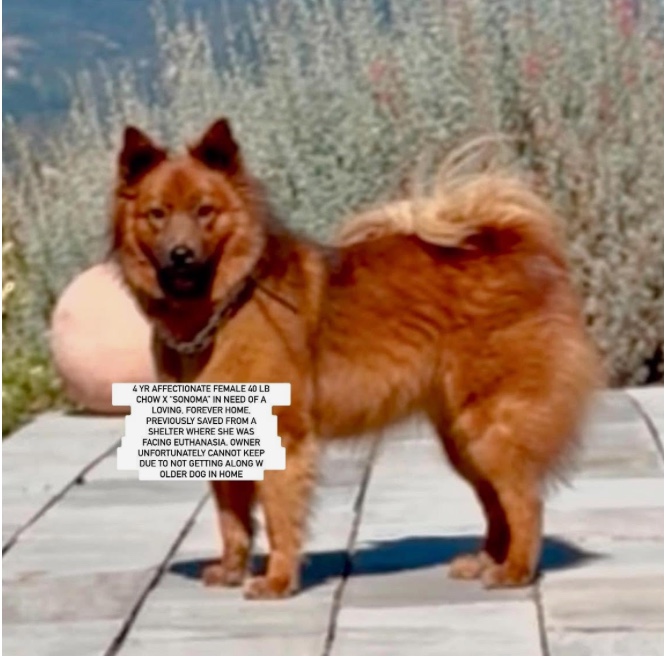 An adult medium-sized female Chow Chow dog named SONOMA for adoption in Anaheim, CA