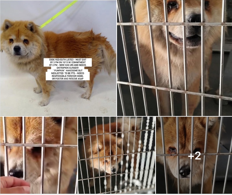 An adult medium-sized male Chow Chow dog named PUMPKIN for adoption in Anaheim, CA