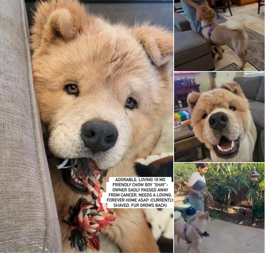 A young large-sized male Chow Chow dog named Shay for adoption in Anaheim, CA