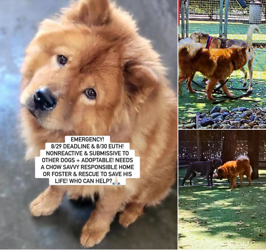 A young medium-sized male Chow Chow dog named Kaval for adoption in Anaheim, CA